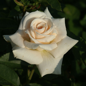 White cream-colored center - bed and borders rose - floribunda